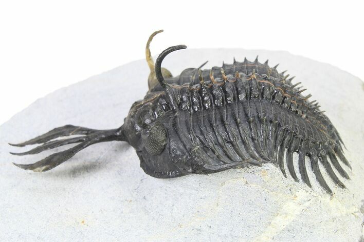 Short Trident Walliserops Trilobite - Timrzit, Morocco #316663